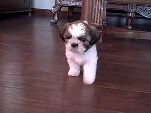 Playful Shih Tzu Puppy~Bentley