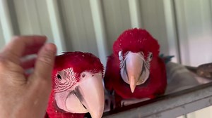 It’s hot! Autumn got under the sprinklers.. the boys are still dry!! 🤣🥰🥵Sprinklers are very effective .. heading for 3 more even hotter days. Constantly checking cameras for babies in with parents.. no-one panting! 👌🐣🥰🫶👌 | Macaws And More