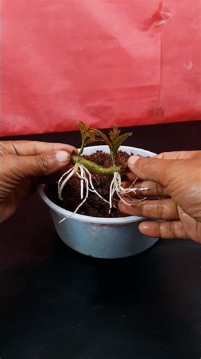 Growing lemon plant at home from stem | Simple method for beginners