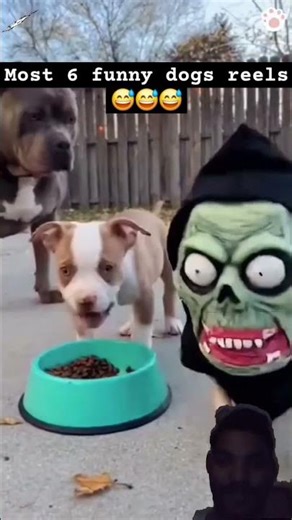 #funny #funny #animals #animals #funnydogs #cute #procreate