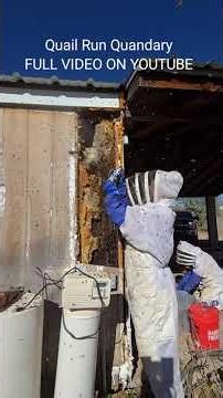 100K Stingers #honeybee #killerbee #killerbeeguy #invasivespecies