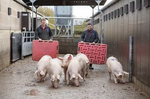 Moving and handling pigs