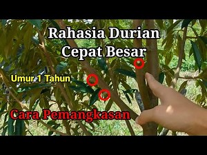 How to Prune Durian to Grow Fast / Pruning Durian