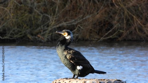 Great cormorant, Phalacrocorax carbo, Close-up great cormorant, Phalacrocorax carbo, known as the great black cormorant, or the black shag