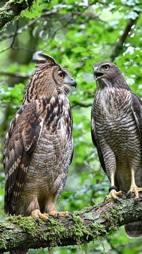 Owl vs Hawk Forest Showdown @BirdWorldDaily