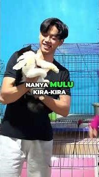 Want to Adopt a Cat? 🐱 Prepare a Budget of IDR 1 Million/Month! 💸