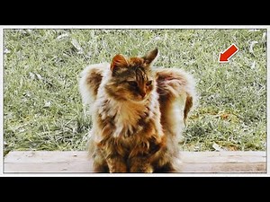 Winged Cats The Mysteries Behind These Rare Feline Angels