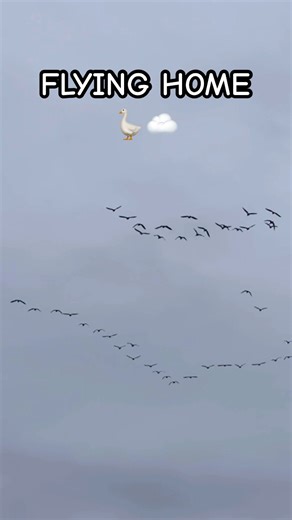 FLYING HOME 🪿☁️