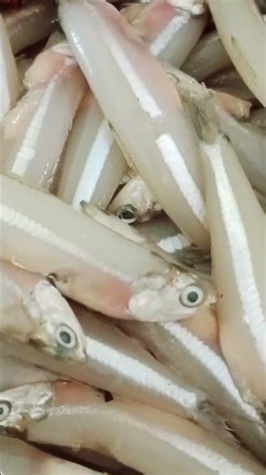Benefits of anchovy fish
