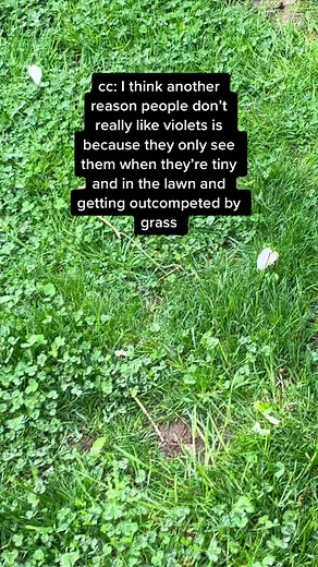 Discovering the Beauty of Violets in Your Garden