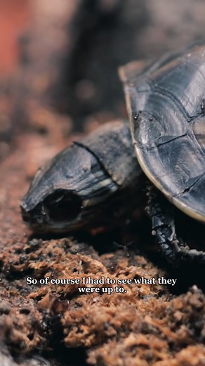 170K views · 3.2K reactions | Ants VS Turtle #ants #AntsCanada #antloveforever #ACfamily #turtle #turtles | AntsCanada | Facebook