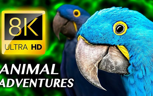 野生动物王国 ANIMAL ADVENTURES The Amazing Animal Kingdom 8K VIDEO ULTRA HD