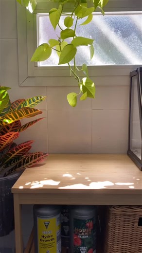 Setting up this mini greenhouse with premium cuttings 🌿 All in our Aroid Pots and Moss Poles, the systems that let plants thrive. 😎 ✨ These cuttings, some of which had struggled with pests before, are now growing strong and healthy thanks to the right setup. Here’s the lineup: 1. Syngonium Neon Robusta 2. Philodendron White Wizard 3. Monstera Thai Constellation 4. Philodendron Florida Beauty 5. Alocasia Macrorrhiza Splash 6. Alocasia Frydek Variegata 7. Philodendron Birkin Our products aren’t 