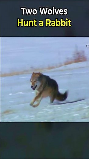 Two Wolves Hunt a Rabbit #animals #wildlife