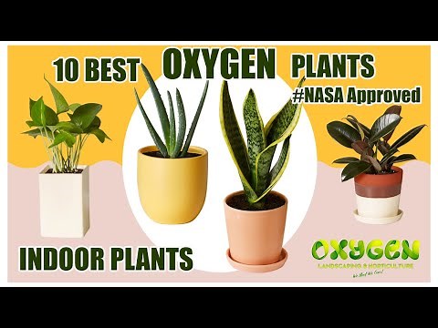 10 Best Oxygen Indoor Plants || NASA Certified these plants in house to purify the air.