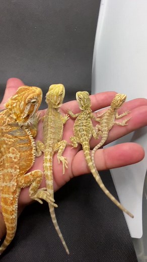 From Hatchling to Adult: The Growth Journey of a Citrus Tiger Bearded Dragon