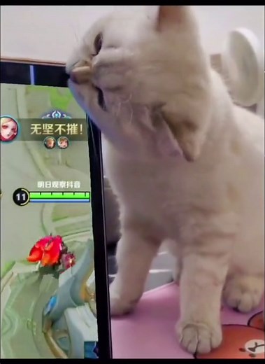 Cat Bites Laptop Screen: How to Handle the Situation