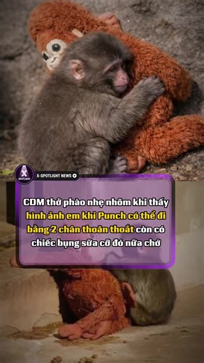 Quá trời cái dáng bà Punch ròi #XSpotlight #Panchi #punchmonkey #xuhuongtiktok #tiktokgiaitri