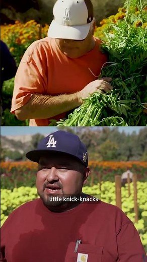 'Flower of the dead' is harvested in LA for Day of the Dead