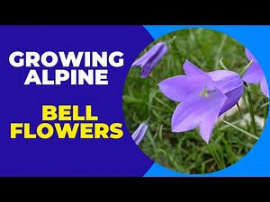 Growing Alpine Bellflowers Successfully from Seed