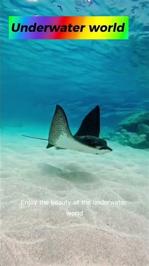 Beauty under the sea🐠🐠#UnderwaterBeauty#DeepSeaWorld#OceanLife