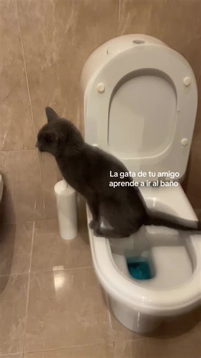 Cosas que nunca pensé que haría un gato
