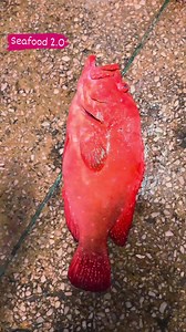 Lal Pari Fish – Samandar Ki Khoobsurat Pari Jis Ke Haqaiq Herat Angaiz Hain! 🐠✨ --- ✅ 📄 Lal Pari Fish sirf ek machhli nahi, balkay samandar ka ek anokha tajurba hai! 😍 Is ke rang, is ki speed aur is ka tareeq-e-zindagi itna dilchasp hai ke dekhne wale heran reh jate hain. Kya aap jante hain ke ye fish kin gehraiyon me payi jati hai aur is ka asal naam kya hai? Janeye is video me wo sab kuch jo aap ne kabhi nahi suna hoga! 🌊🔍 📽️ Video dekhein, share karein aur apne doston ko bhi dikhayein i