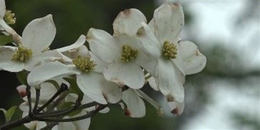 Researchers at the Missouri Botanical Garden link early blooming dogwoods to climate change