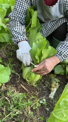 Técnica de atado de col china: fomento del acogollado y gestión invernal