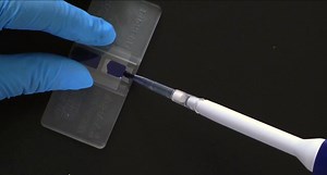 Watch How to Counting Cells with a Hemocytometer on Amazon Live