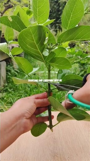 Tree Training with Wire 🌳 | Pruning Leaves & Shaping Branches Step by Step