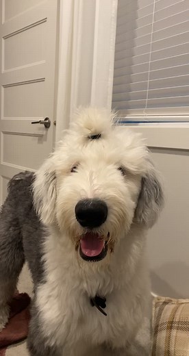 Hilarious Dog Reaction - Sheepadoodle Goes Crazy 🐊🤣