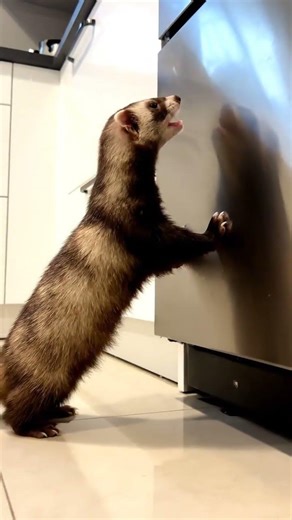 Ferret chaos mode ON 🤪 #shorts #cute #pets #ferret #wardance