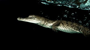 263K views · 1.3K reactions | The adaptive American crocodile thrives on land and in water, using a nictitating membrane to see underwater. | National Geographic History | Facebook