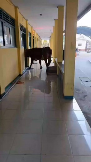 20K views · 62 reactions | Sapi Ngamuk Gara-Gara Tuannya Gagal Dapat...