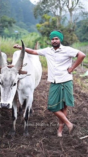 மறுபடியும் விவசாய வேலைகள் தொடங்கியாச்சி😍🌱💚 | FARM UPDATE | TAMIL NATIVE FARMER