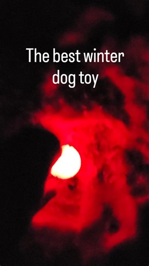 Your Wild Wellness Guide on Instagram: "This is the glowstreak LED ball I got one at MEC...the best when it's dark after work #reels #doglife🐾 #dogtoys #doglover🐶 #dogsofinstagram"
