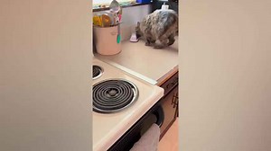 Man Realizes What Cat Has Been Doing Every Day