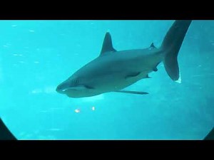 uShaka Sea World Aquarium