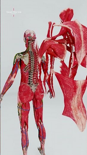 The Human Back | Built for Strength and Control