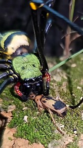 When Bombardier beetles get angry spiders have #reel | Ttropical insects