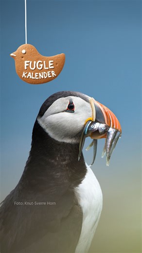 BirdLife Norge on Instagram: "Hils på sjøpapegøyen i luke 15: Lunde! 💚 Lunden tilbringer mesteparten av året ute på åpent hav, der den dykker etter småfisk som sild og tobis. Den er en utmerket dykker og bruker vingene som kraftige padleårer under vann. Lunden hekker i fuglefjell. Reirplassen finner den gjerne i gresskledde skråninger, hvor den graver jordganger og benytter seg av hulerom i steinurene. Lunden er trofast mot både partner og reirplass – mange par vender tilbake til samme hekkepla