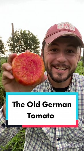 The Old German Tomato - Flavorful Heirloom with Gardening Tips