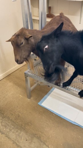 On occasion, I break out the animal crackers 😁. | My peeps farm