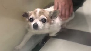 Neglected dog's heartbreaking reaction to touch We interviewed instagram.com/lil.hobbs for this video produced exclusively by GeoBeats. | GeoBeats Animals