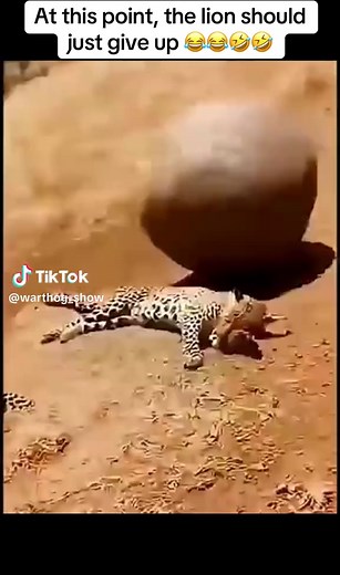 Lion vs Warthog: When the Hunter Should Give Up