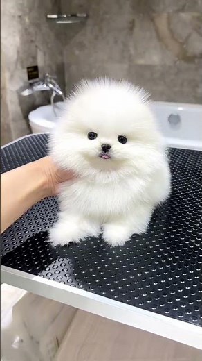 Tiny Fluffy Pomeranian Puppy Melts Hearts🥹❤️|Cutest Dog Ever!#Pomeranian#cutedog#ytshort#viralshorts
