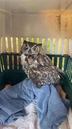 He was caught in barbed wire and so both wi he and one eye are damaged. Dr. Ramsay did surgery on the eye last night. Amazing and gruesome to watch at the same time. We shall see as time goes on but hoping for a full recovery. #greathormedowl #santaferaptorcenter #birdsofprey #owls #owlsofinstagram #eyesurgery #rehab 👀 | Santa Fe Raptor Center