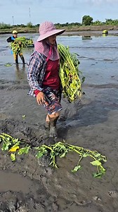 Kangkung air hanya bisa tumbuh di daerah yang berair #kangkungair #pertanian #tipsberkebun | Kodam Grow