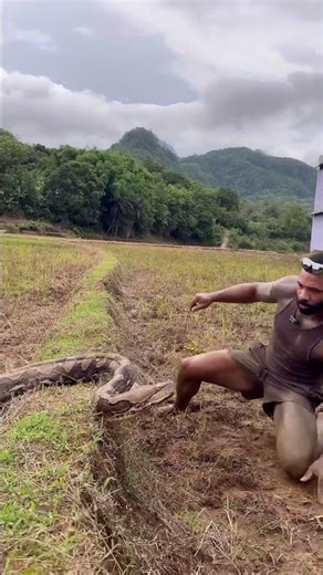 Man Capturing python